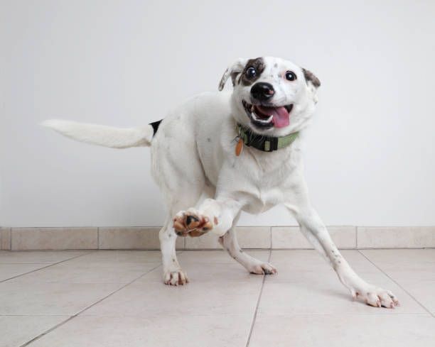 A white and black dog is running on a tiled floor.