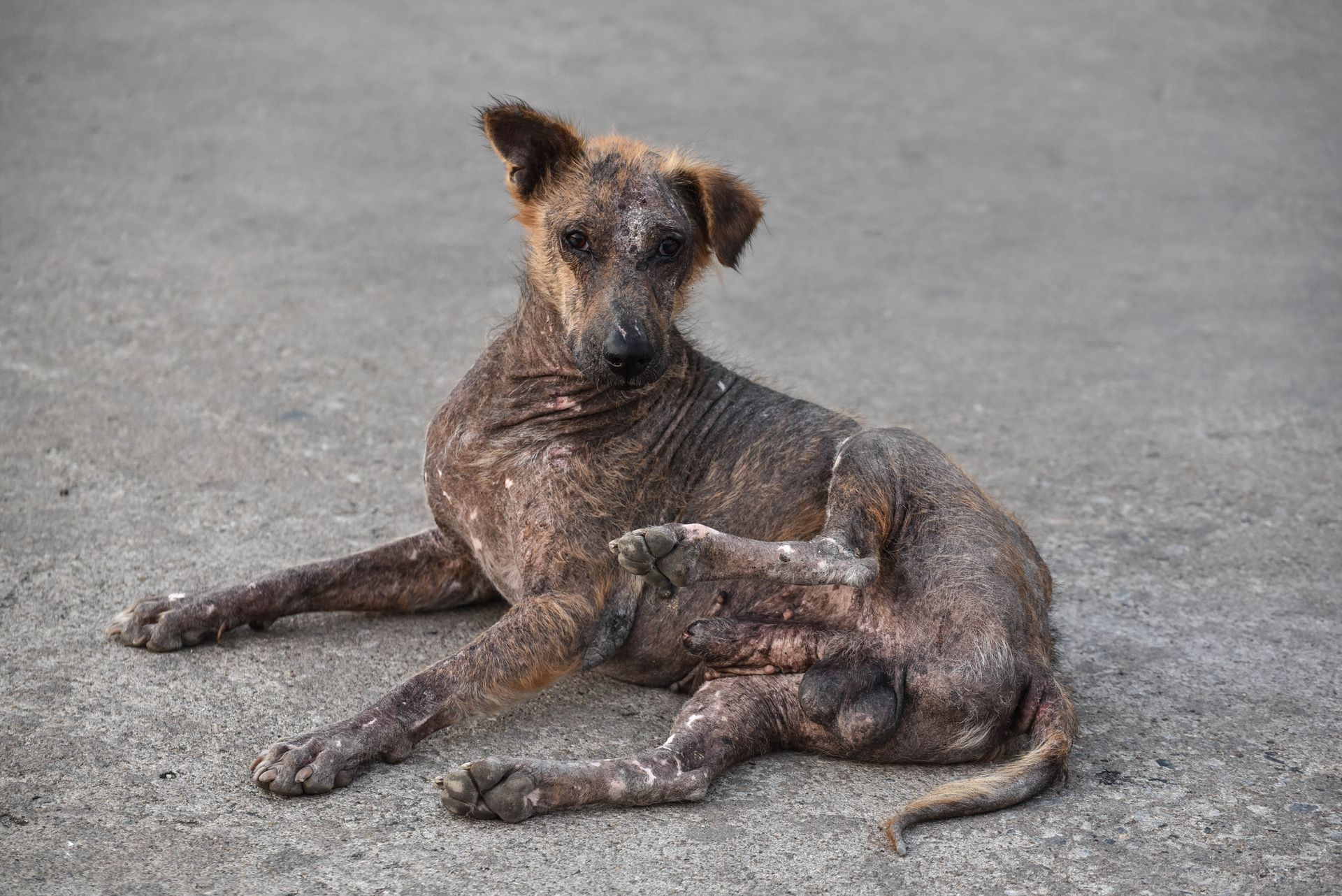 A hairless dog is laying on the ground scratching itself.
