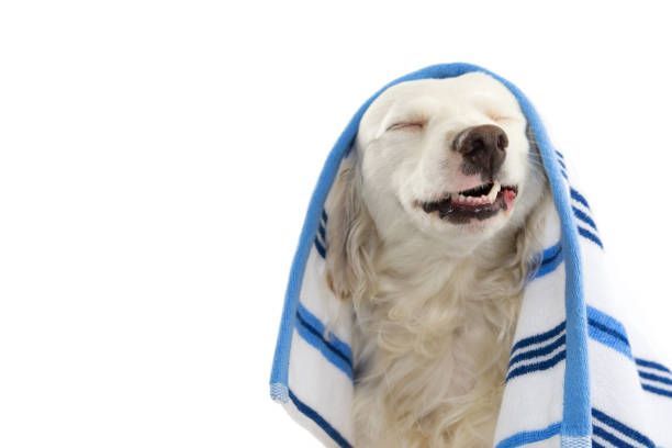A dog is wrapped in a blue and white striped towel