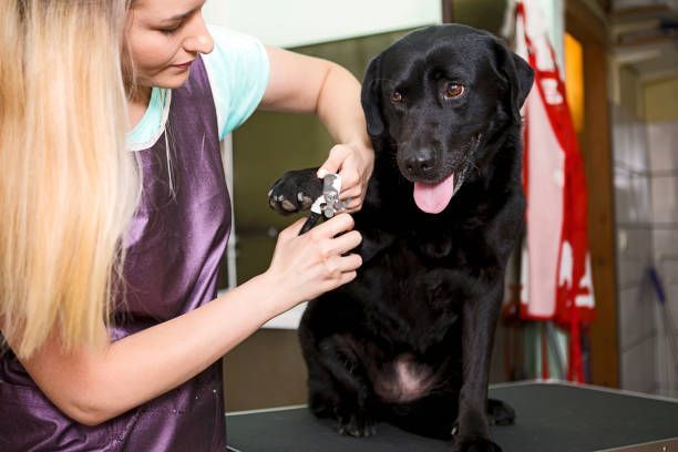 A woman is cutting a black dog 's nails with a pair of scissors.