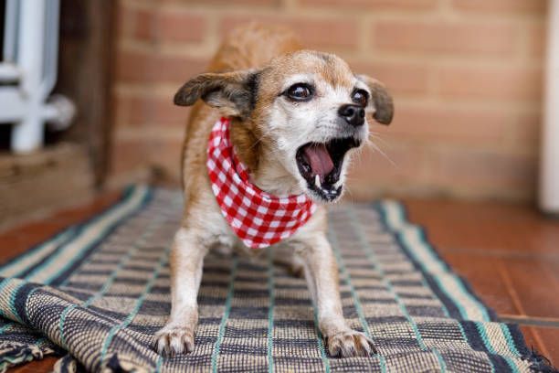 A small dog is standing on a rug with its mouth open.