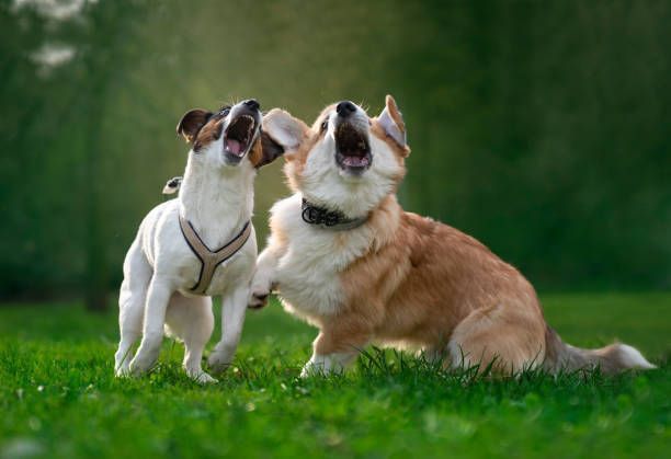 Two dogs are howling at each other in the grass.