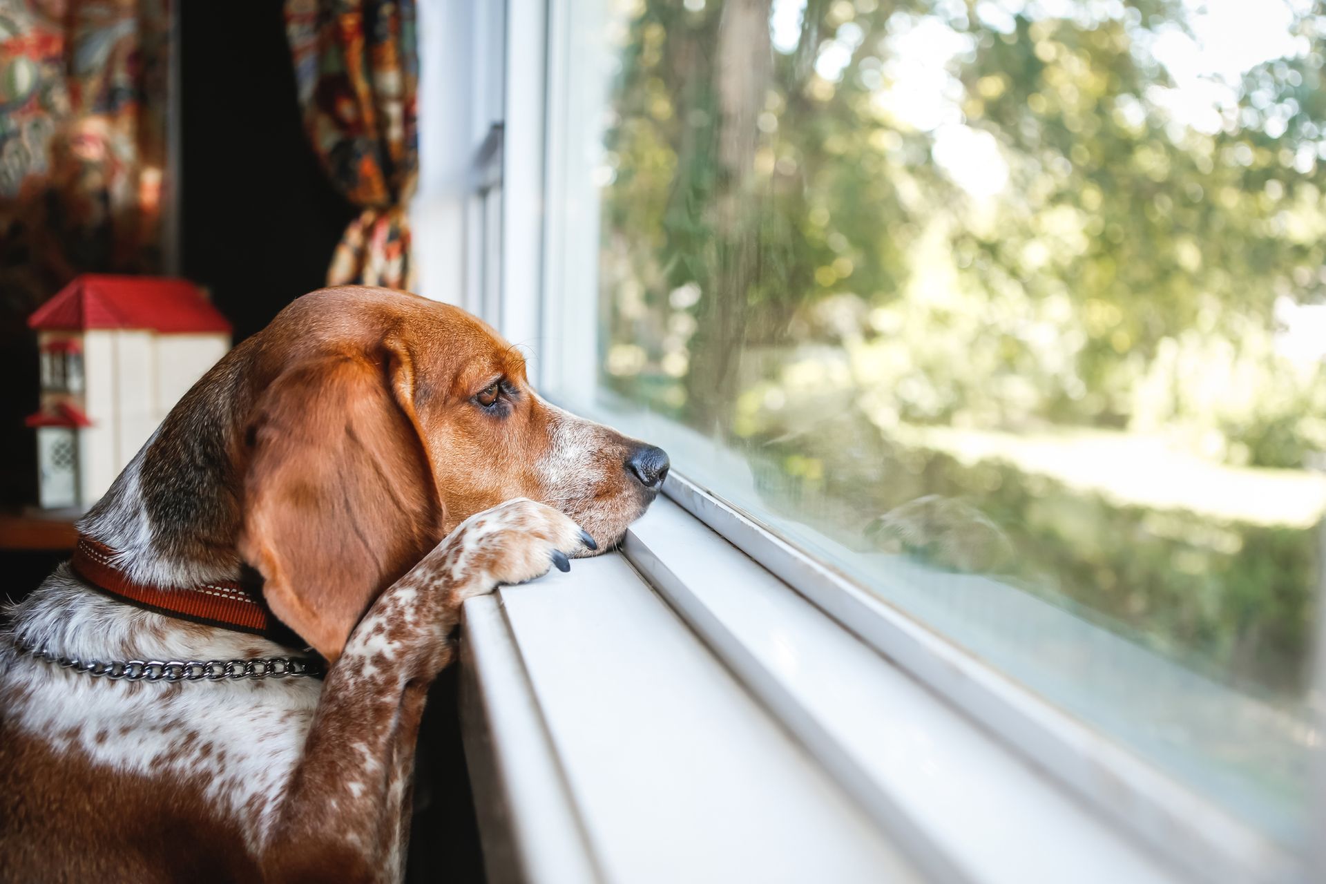 A brown and white dog is looking out of a window.