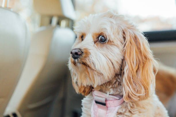 A small dog sitting in the back seat of a car.