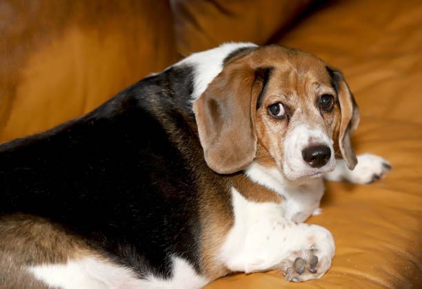 A brown and white beagle dog is laying on a brown leather couch.