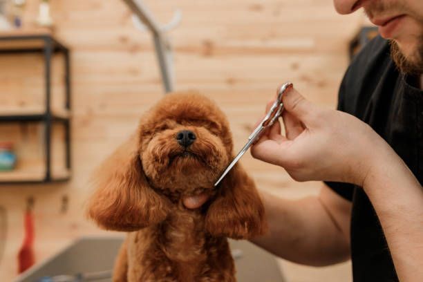 A man is cutting a poodle 's hair with scissors.