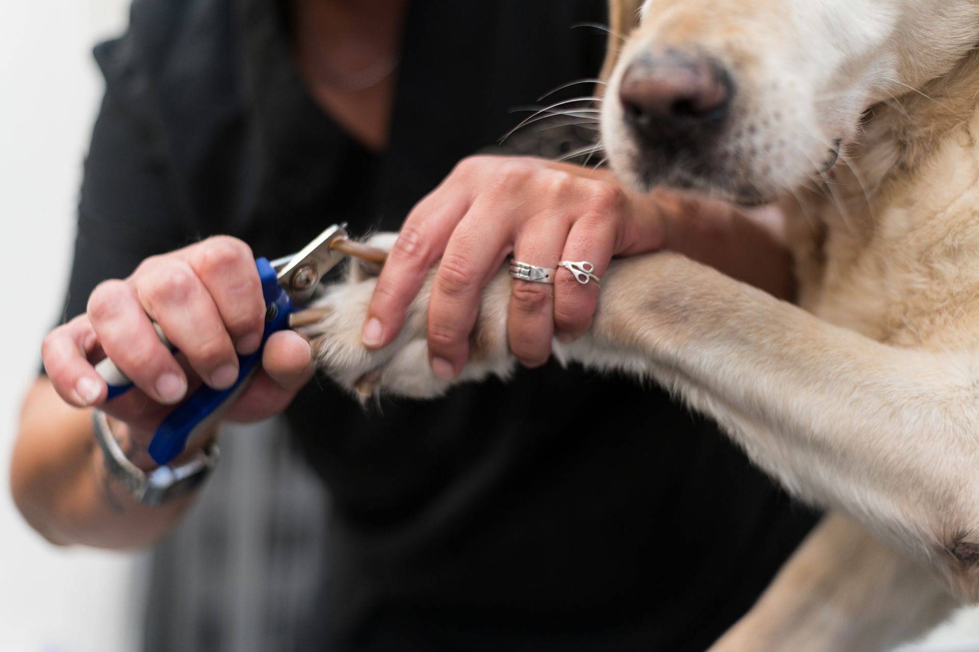 A woman is cutting a dog 's nails with scissors.