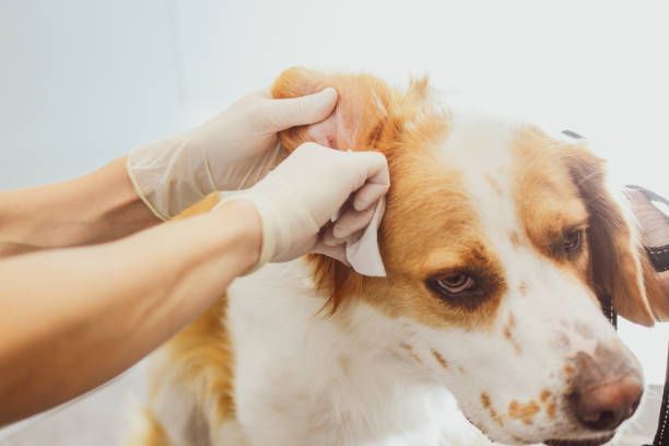 A person is cleaning a dog's ears with a wipe.