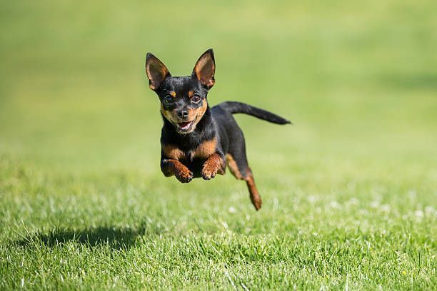 A small dog is jumping in the air on a lush green field.