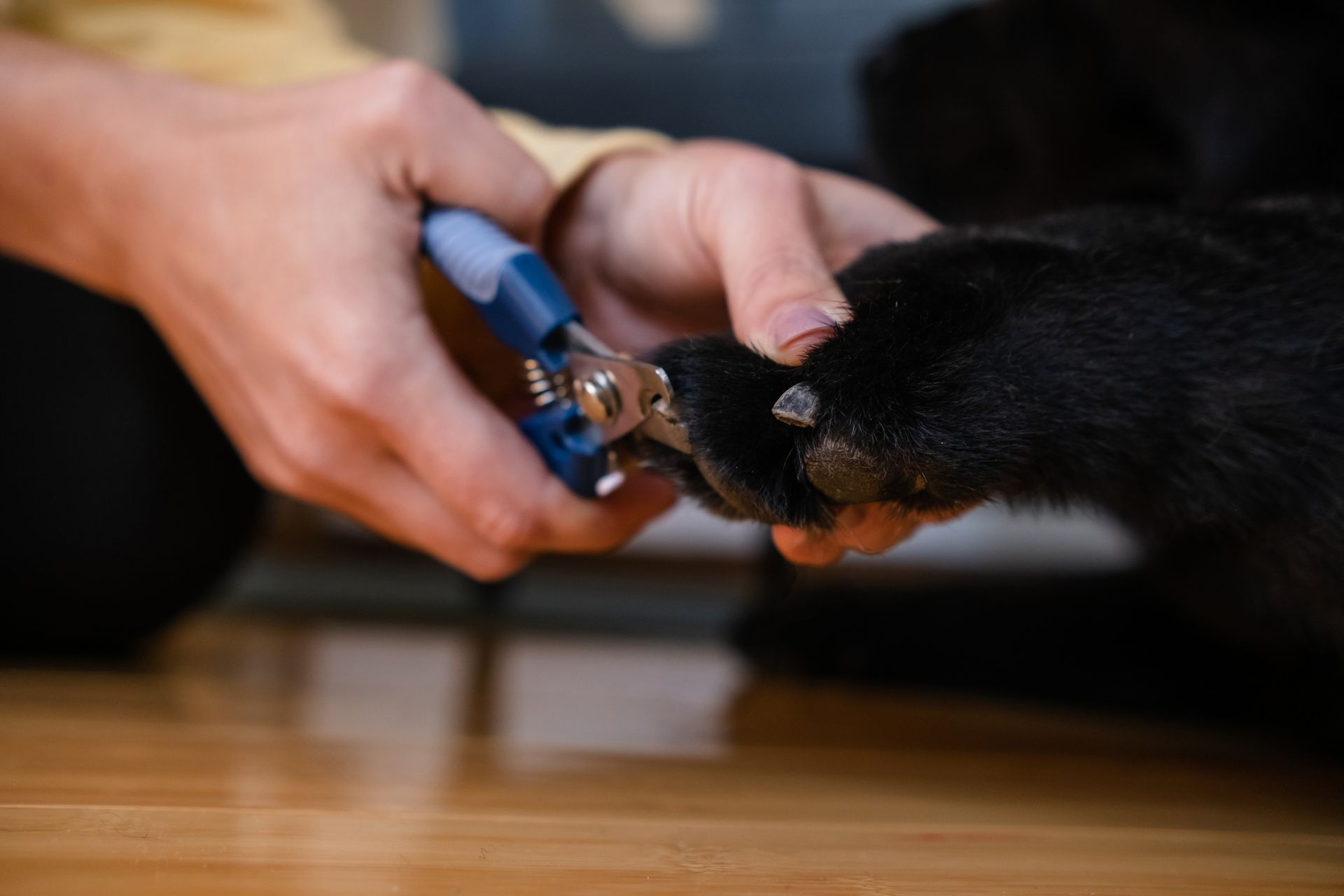 A person is cutting a dog's nails with a pair of scissors.
