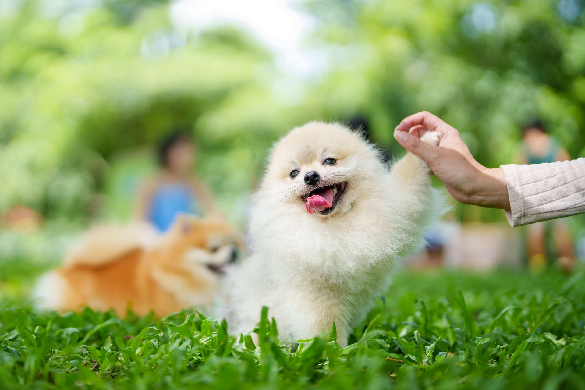 A person is petting a pomeranian dog in the grass.