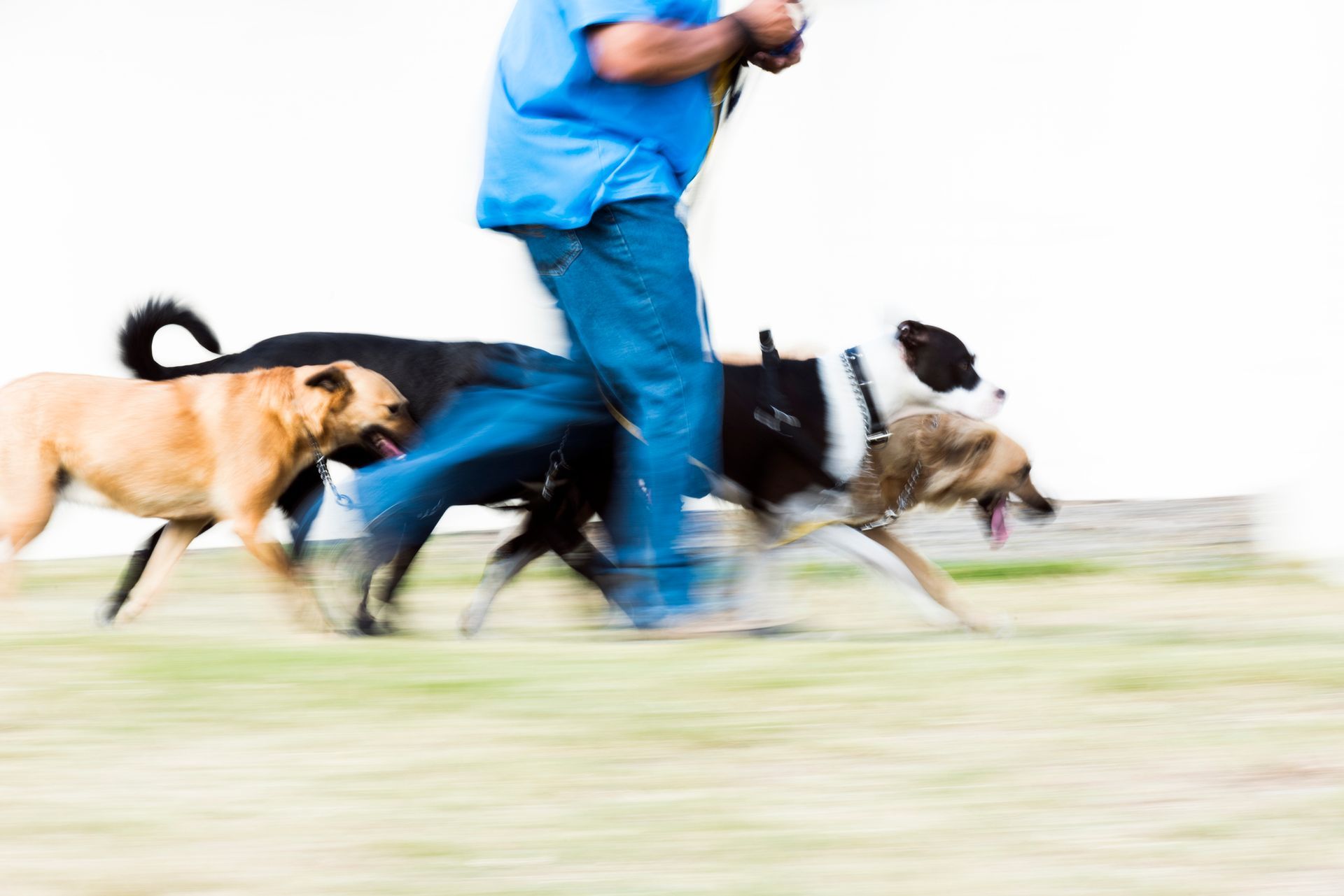 A man is walking three dogs in a field.