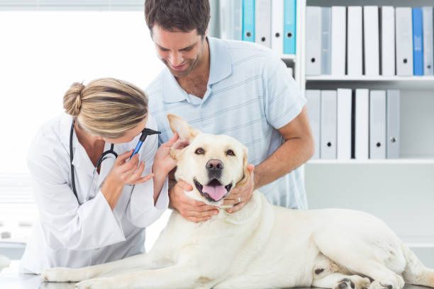 A man and a woman are examining a dog 's ears.