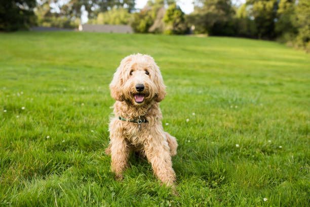 A small dog is sitting in the grass in a park.