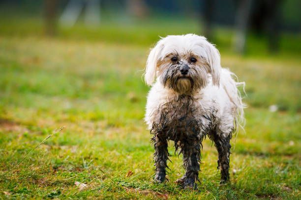 A muddy white dog is standing in the grass.
