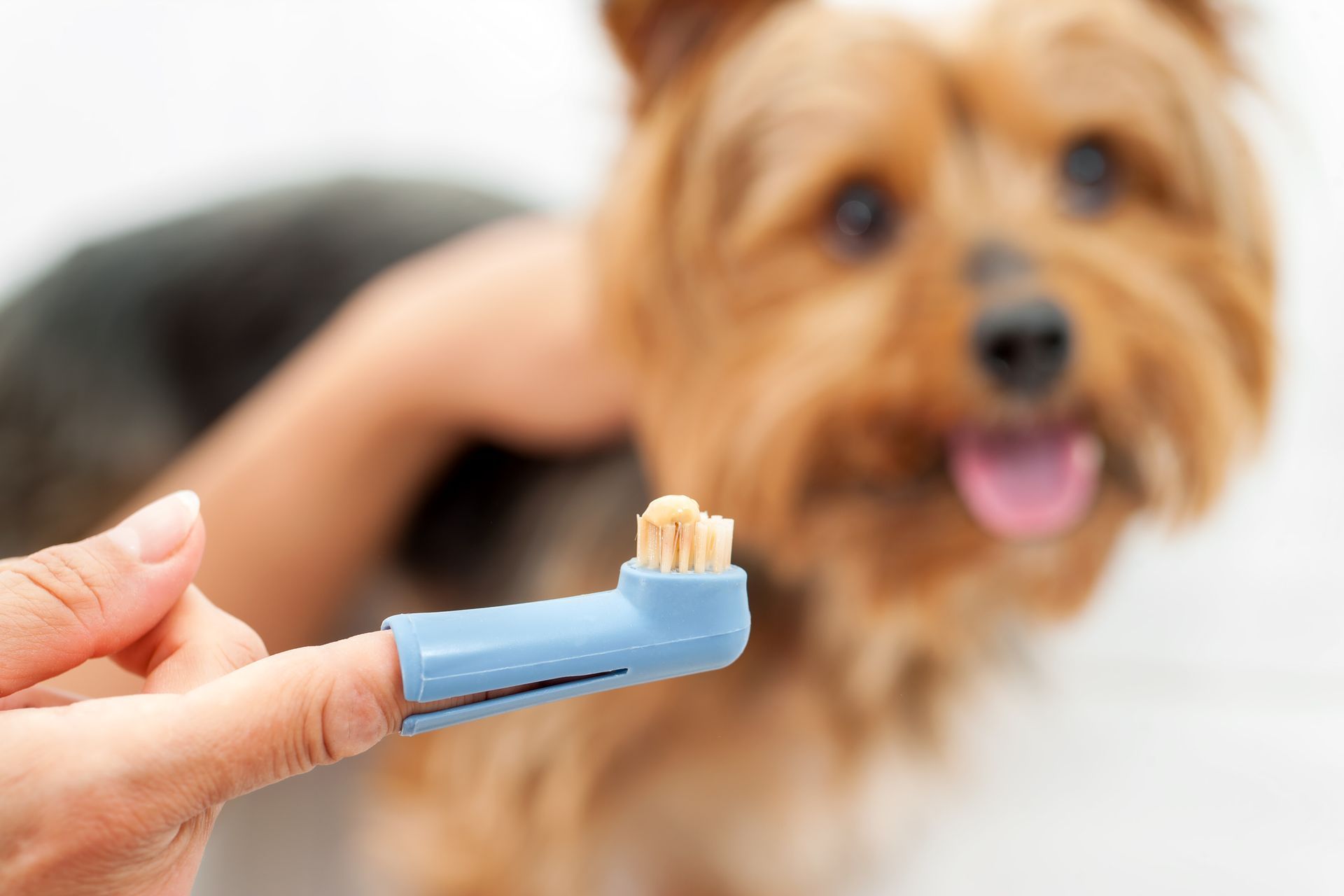 A person is brushing a dog 's teeth with a toothbrush.