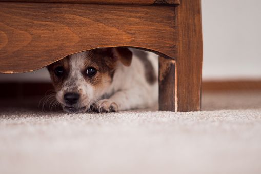 A small dog is peeking out from under a wooden dresser.