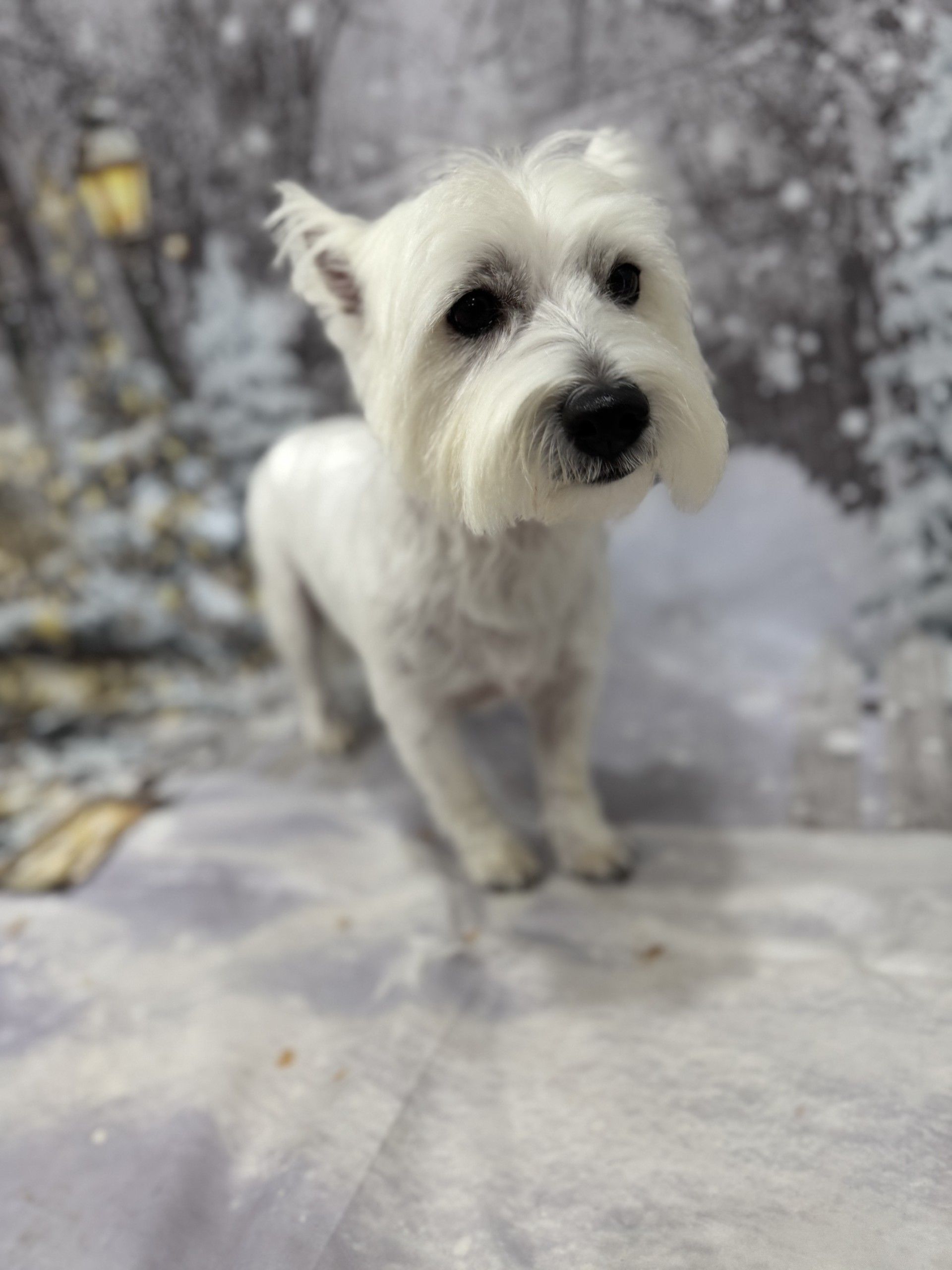 A woman is cutting a dog 's nails with scissors.