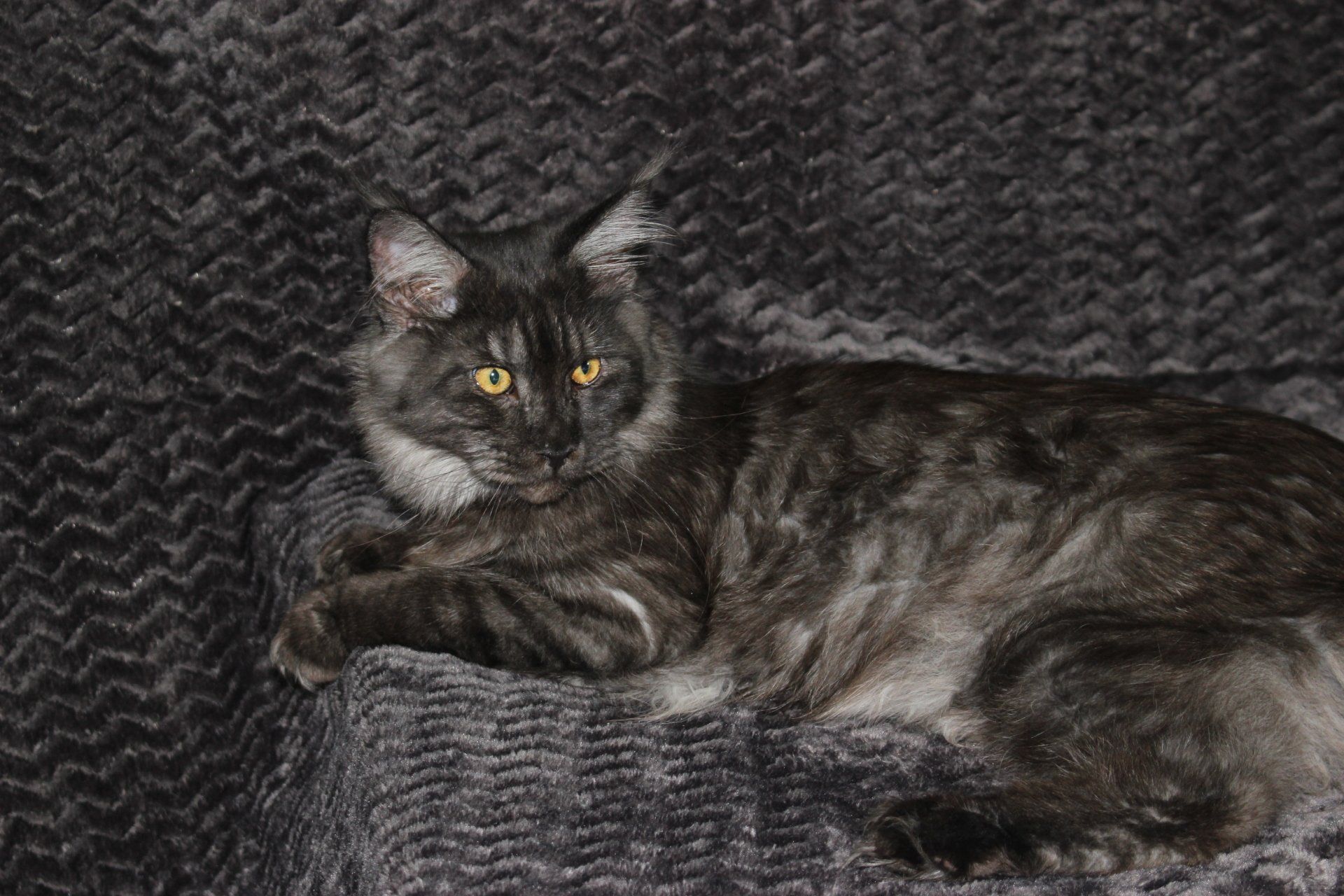 Majestic Maine Coon Cats