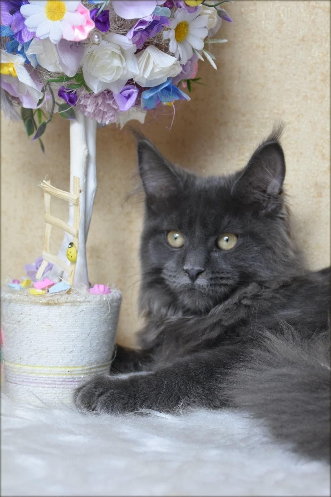 Majestic Maine Coon Cats