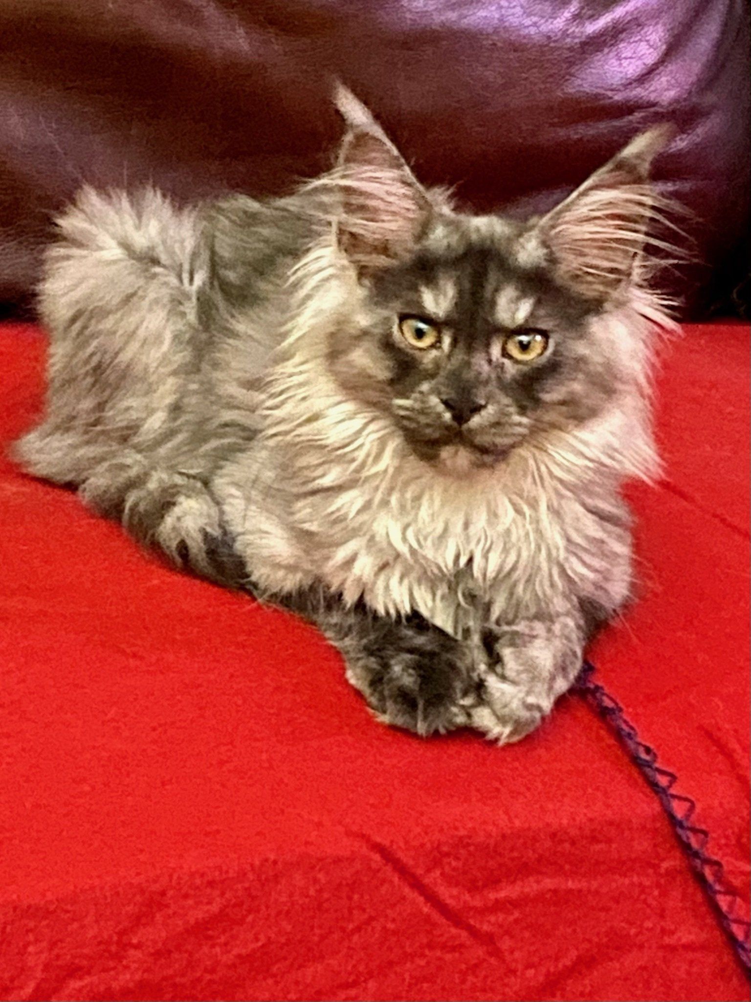 Majestic Maine Coon Cats