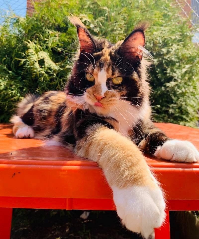 Majestic Maine Coon Cats