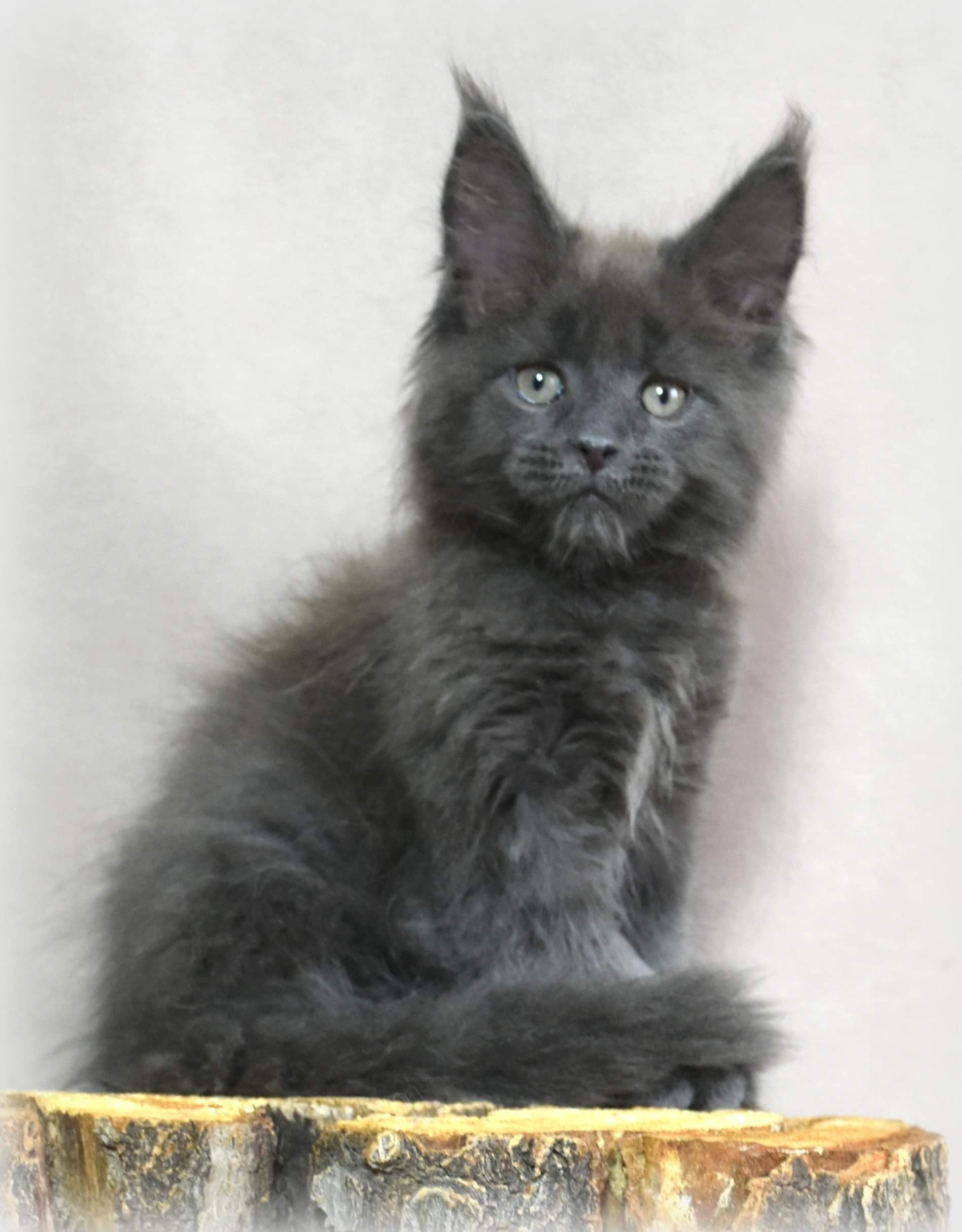 Majestic Maine Coon Cats