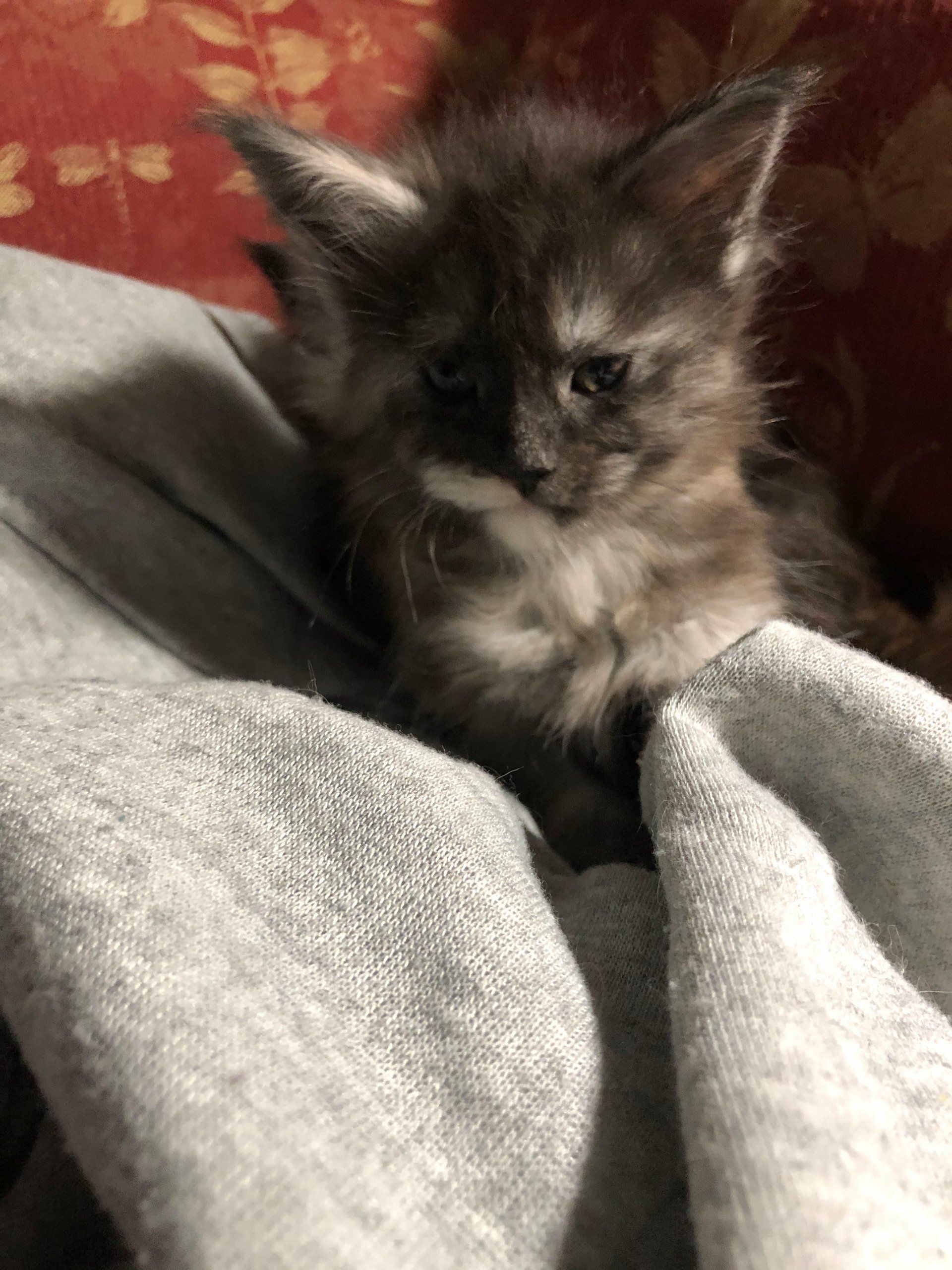 Majestic Maine Coon Cats