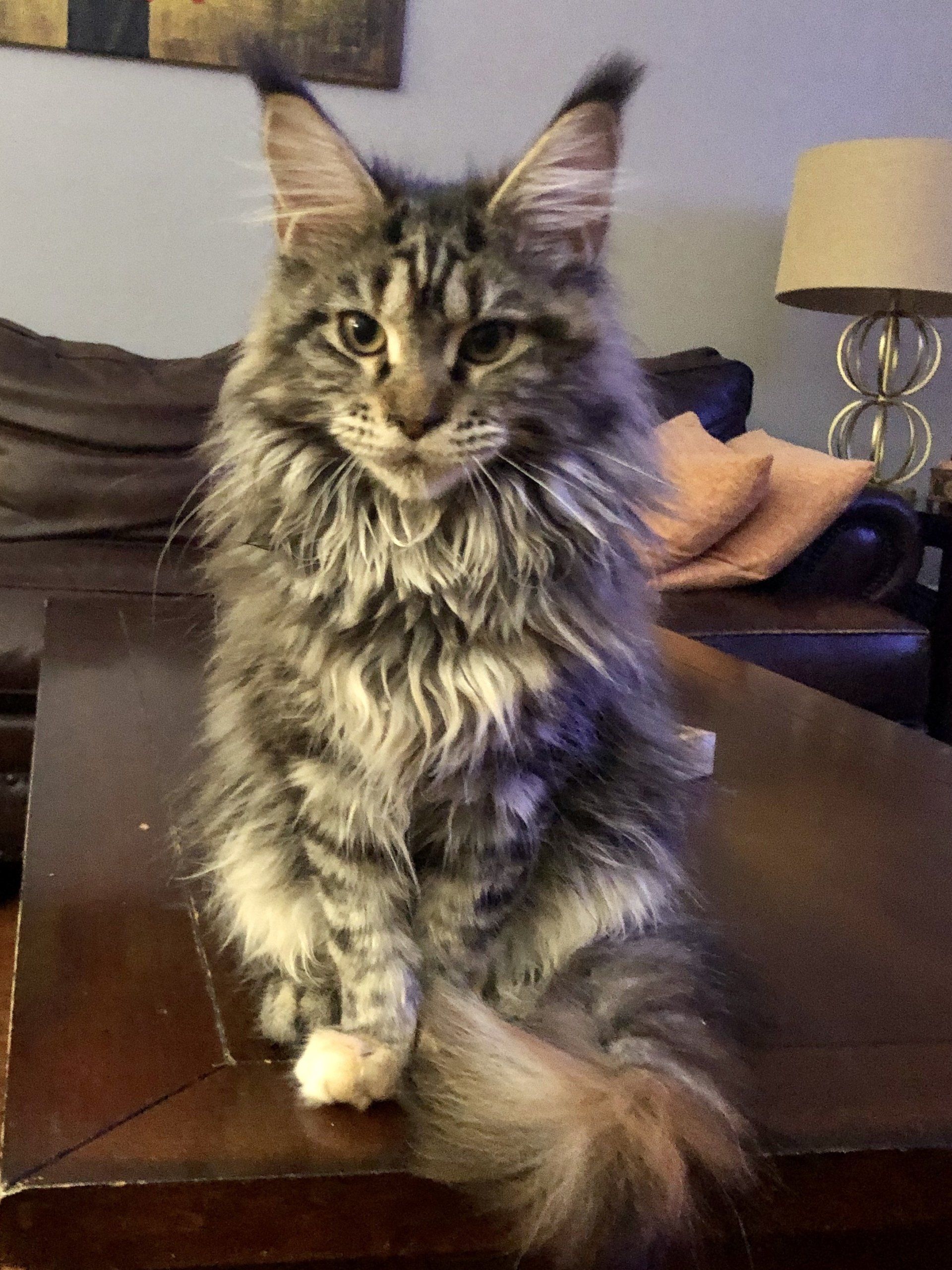 Majestic Maine Coon Cats