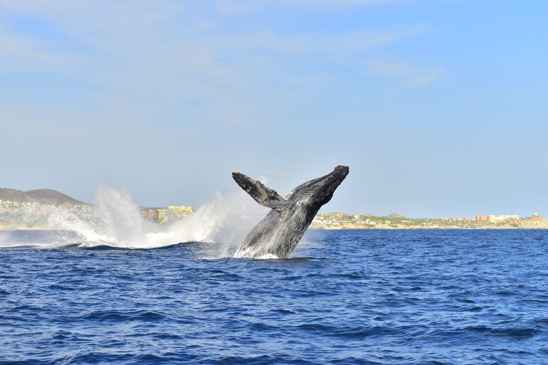 A humpback whale is jumping out of the ocean.