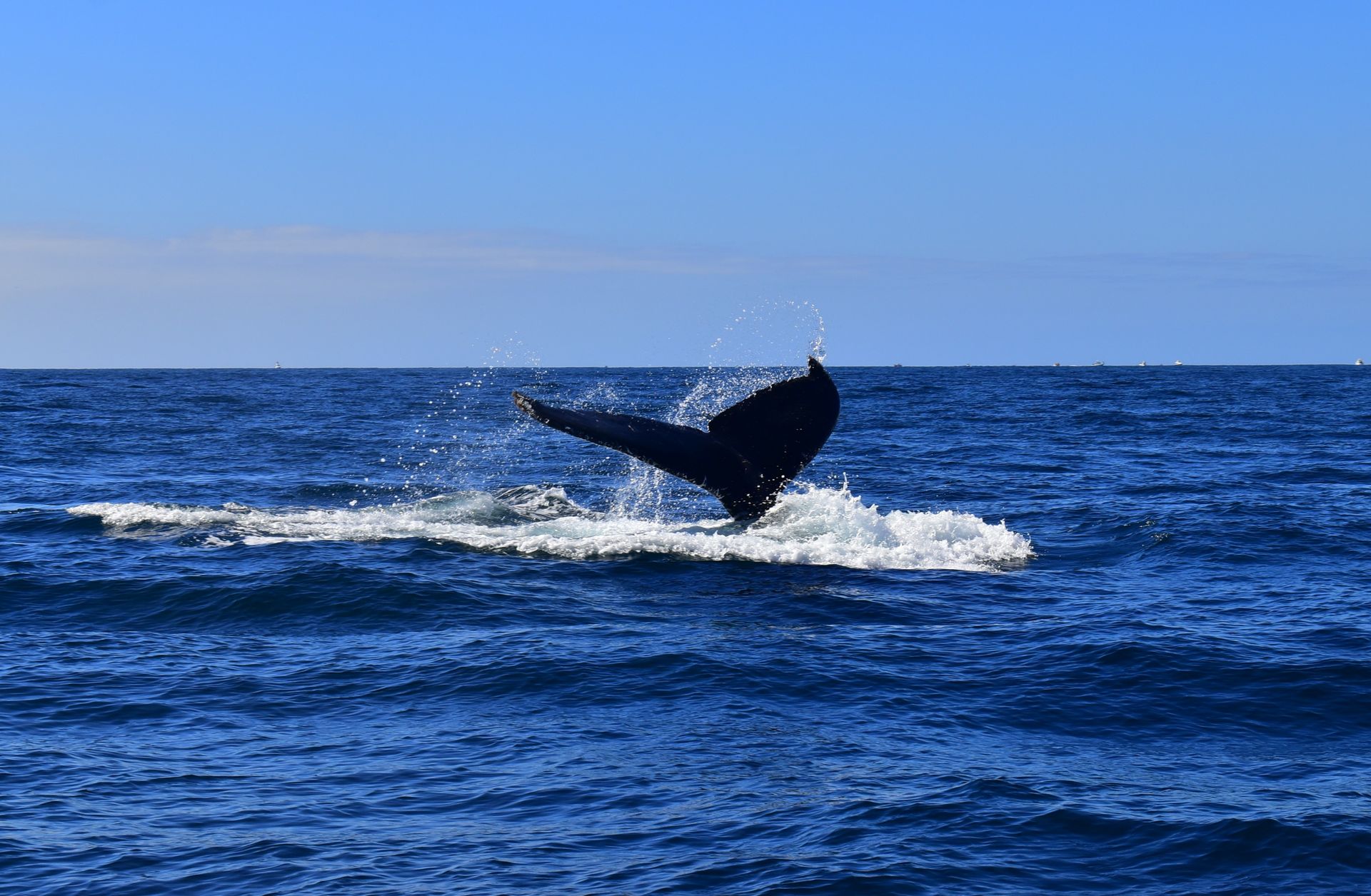 A humpback whale is swimming in the ocean.