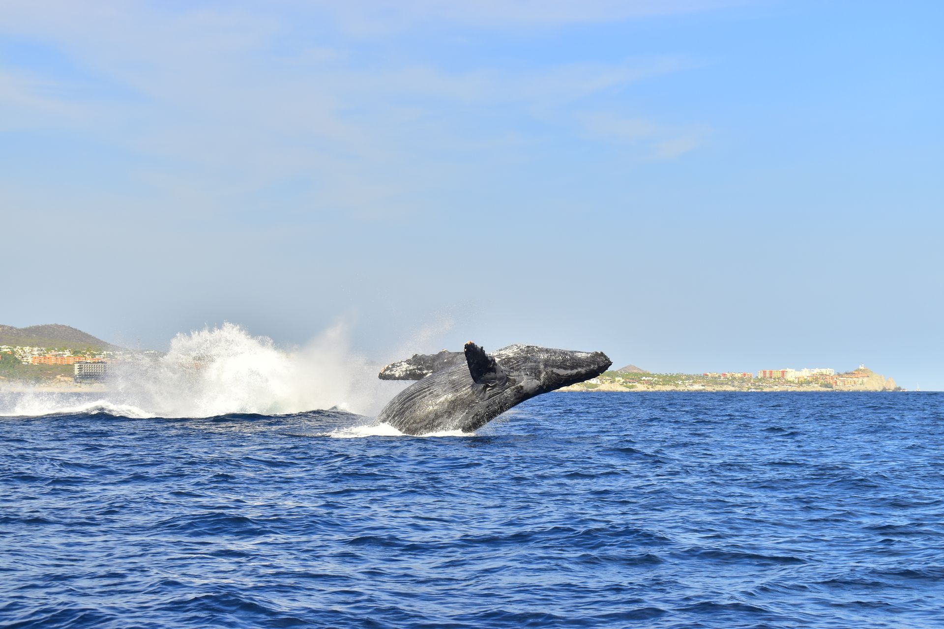 A humpback whale is jumping out of the ocean.