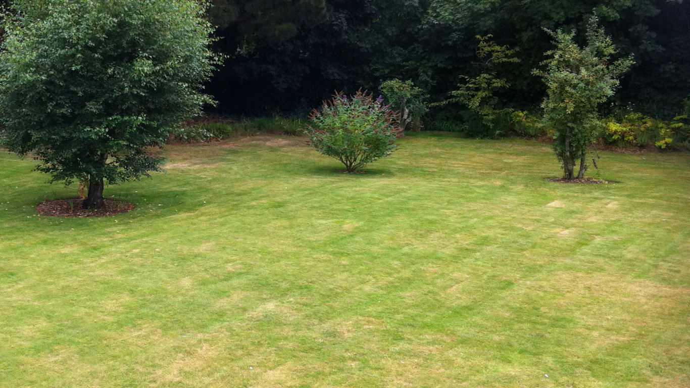 Green lawn with three trees, and bushes in the background.