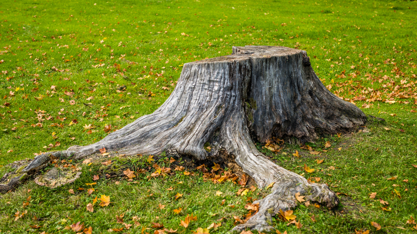 A tree stump in the grass with leaves on it