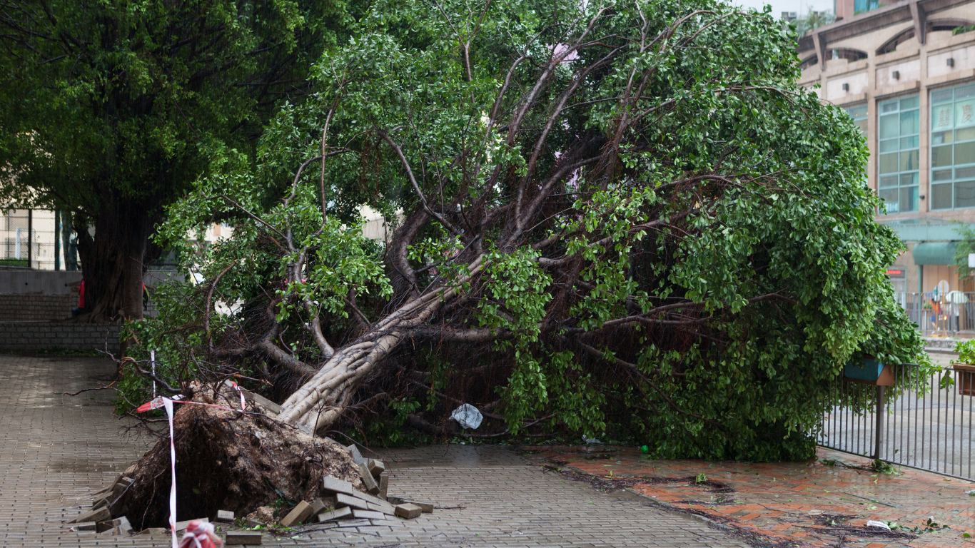 A large tree that has fallen in the rain