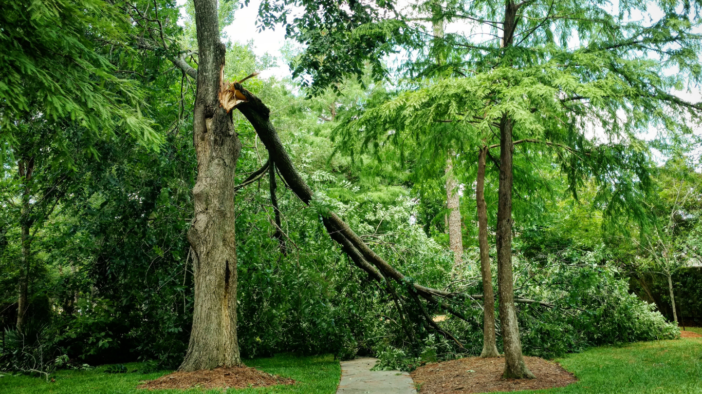 A tree has fallen in the middle of a park.