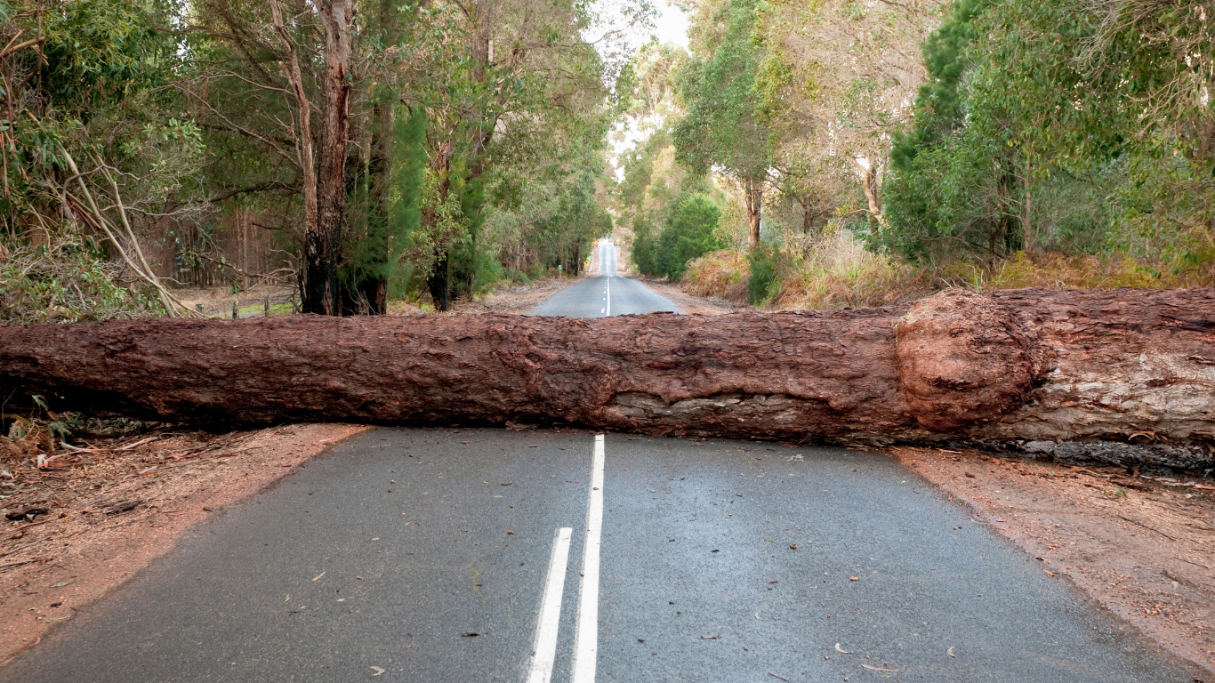 A large tree is blocking a road in the middle of a forest