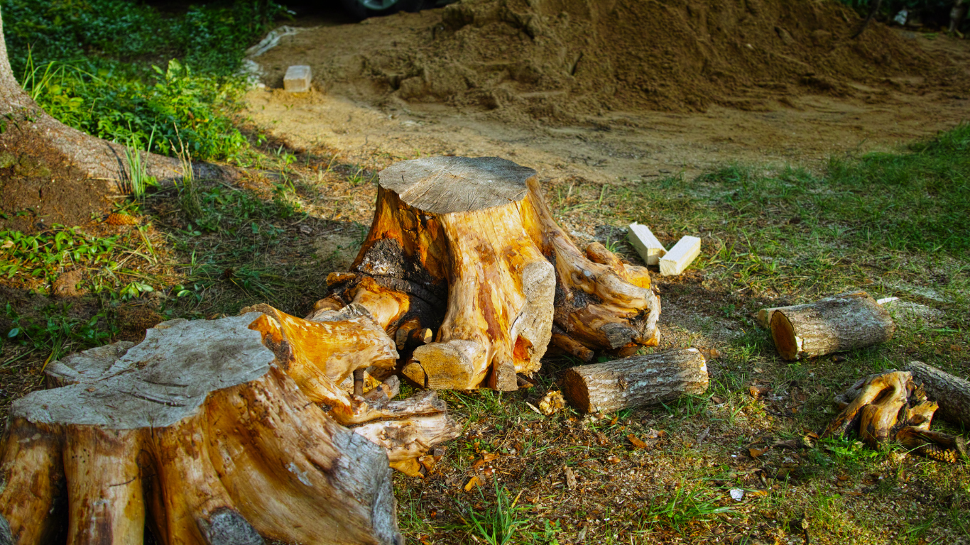 Tree stump with cut logs scattered on grass, with wood chips and sunlight in the background.