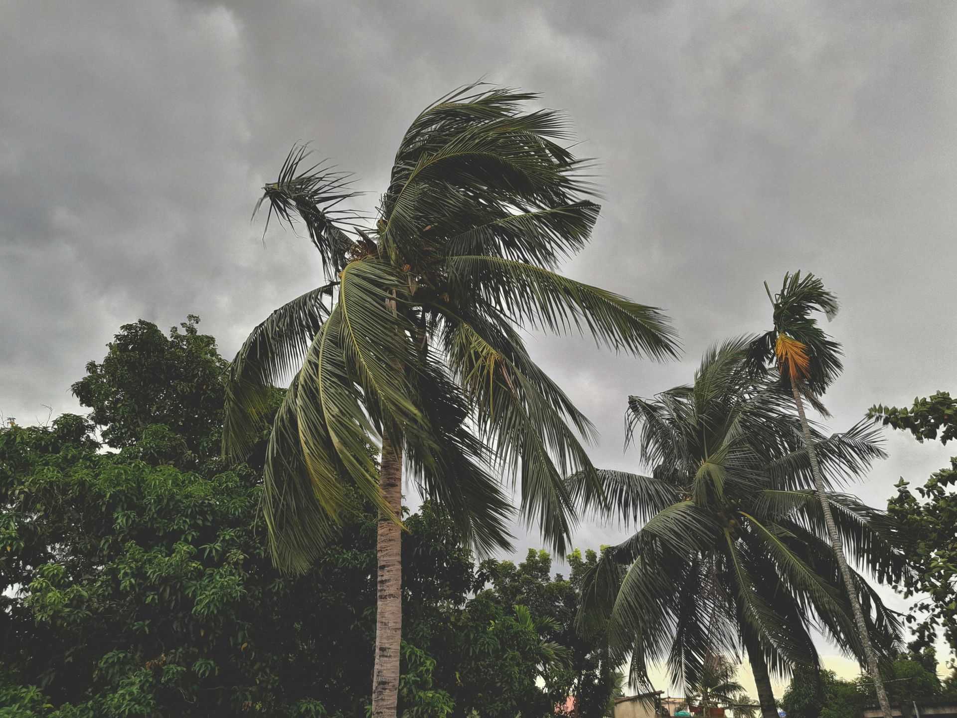 Palm trees sway in strong wind under a cloudy, gray sky.