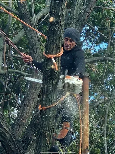 Arborist in a tree using a chainsaw, secured by ropes. Wood chips fly, gray sky and branches in background.