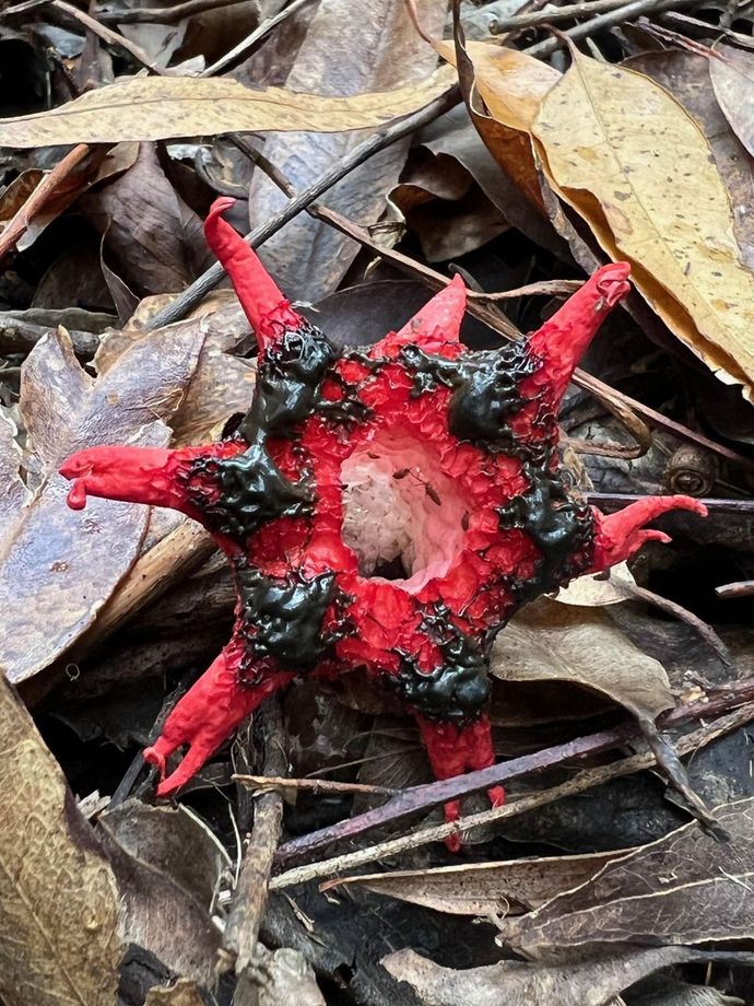 a red starfish with black spots on it is laying on a pile of leaves
