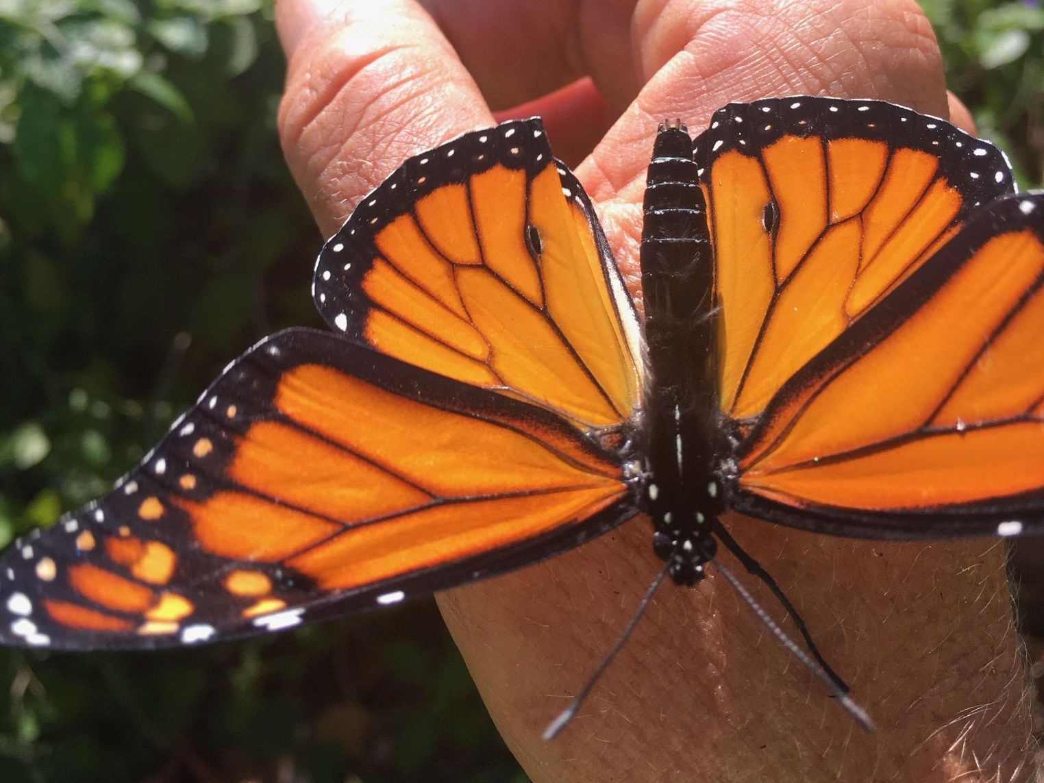 A person is holding a monarch butterfly in their hand