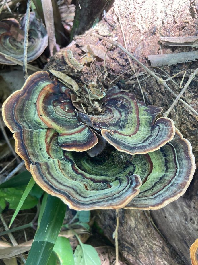 a close up of a mushroom growing on a tree stump