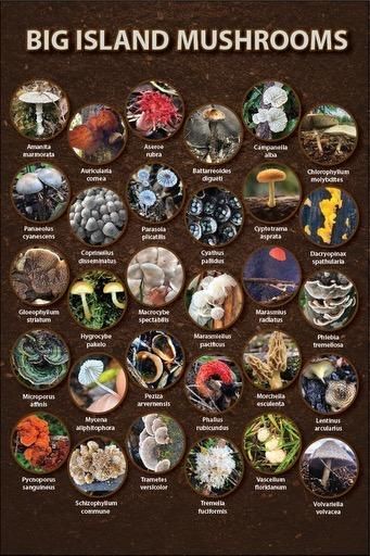 A poster of different types of big island mushrooms