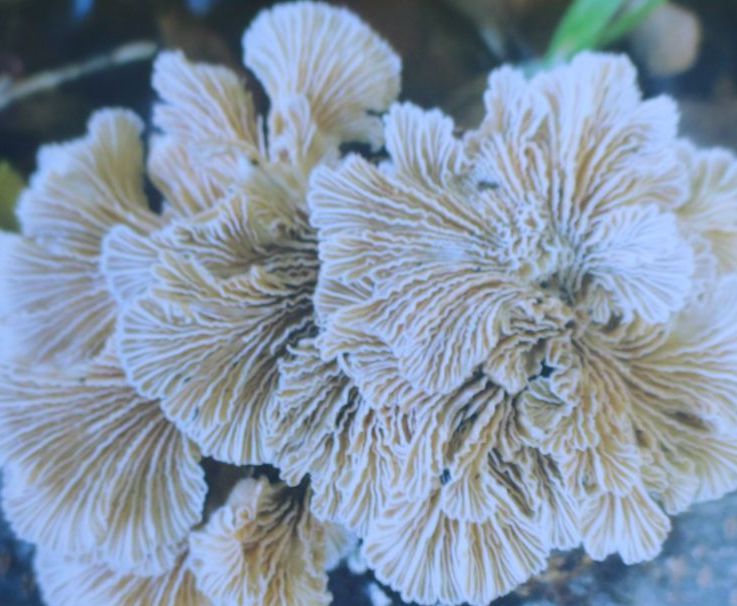 A close up of a white mushroom growing on a rock.