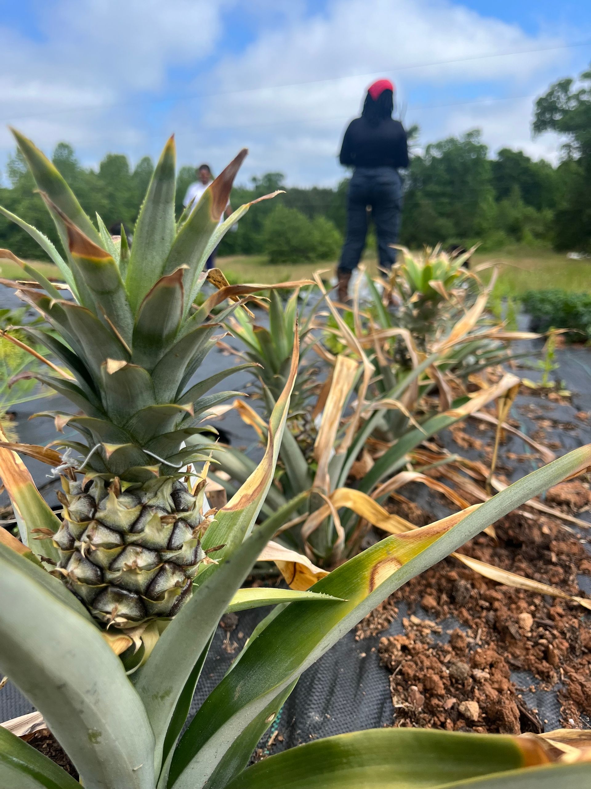 A person is standing in a field of pineapples.