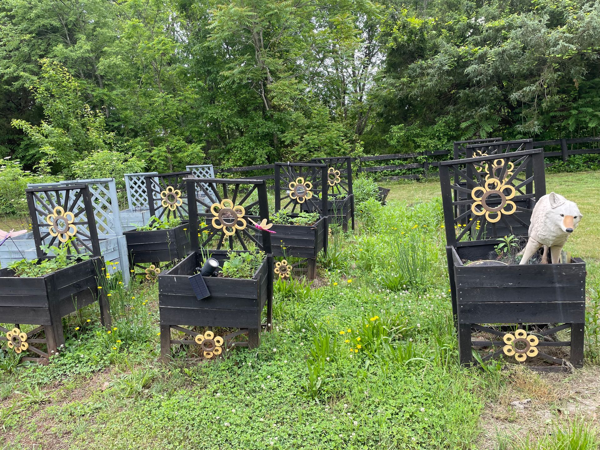 A row of black chairs with flowers painted on them are sitting in a grassy field.