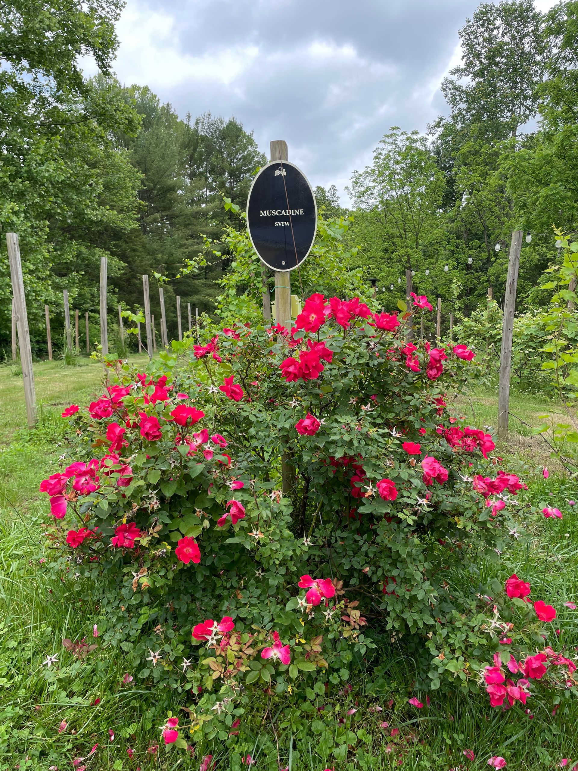 A bush with red flowers and a sign in the background.