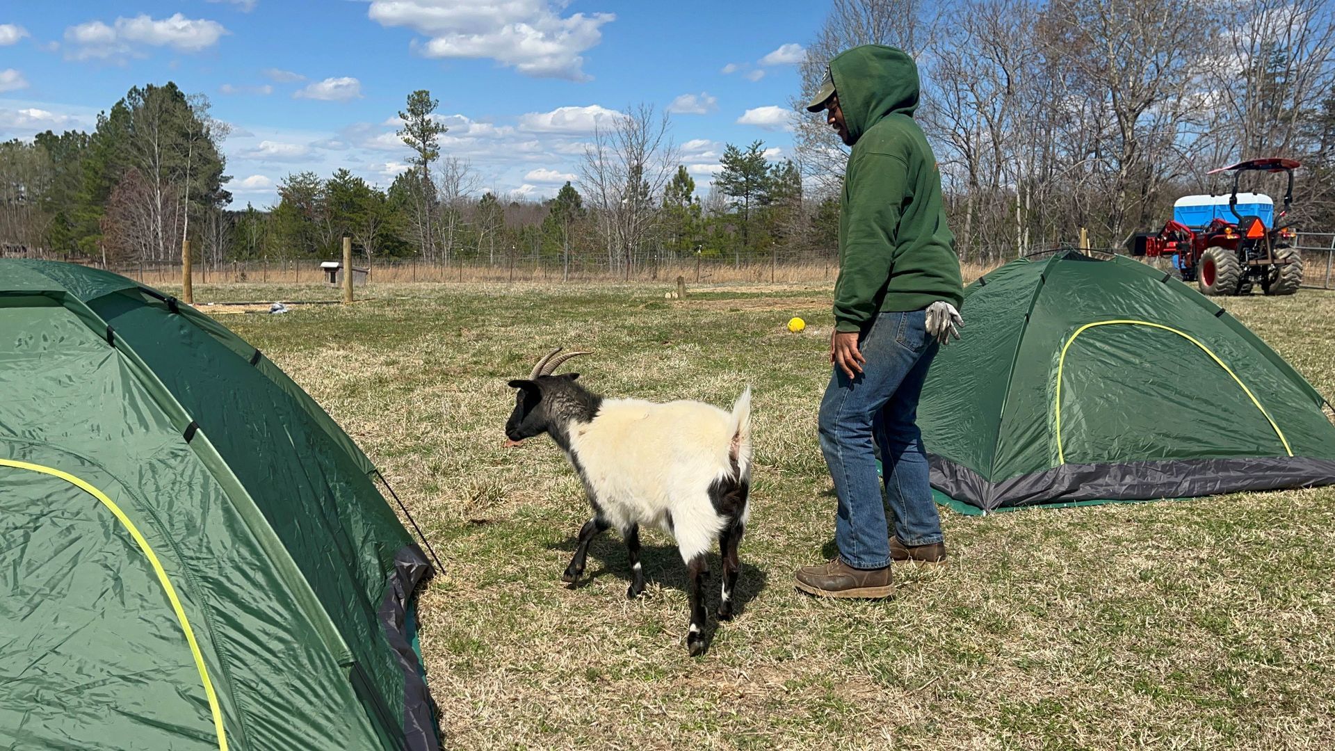 A man is standing next to a goat in a field with tents.