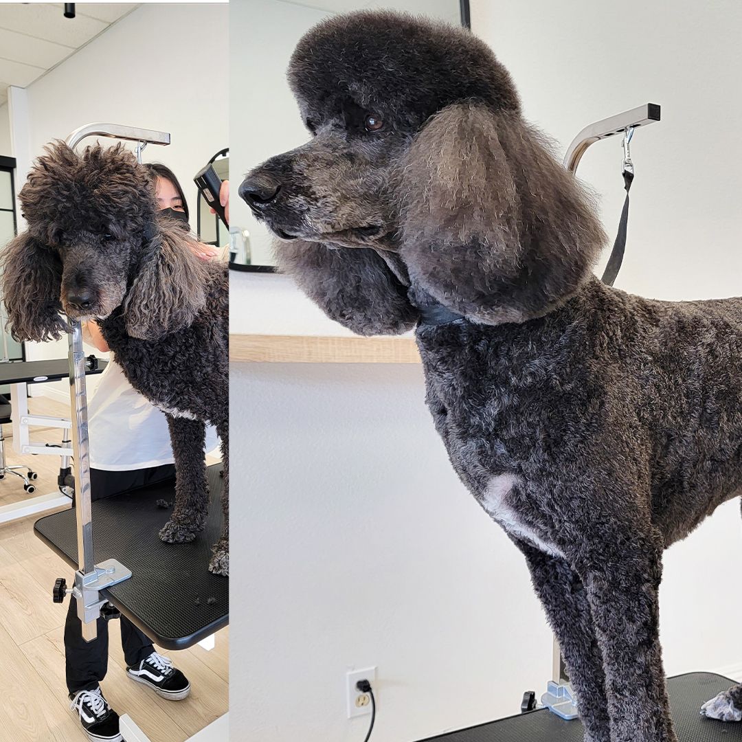 Black poodle being groomed in a salon. Dog is standing on a table. Groomer in background.